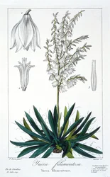 Yucca filamentosa, 1836